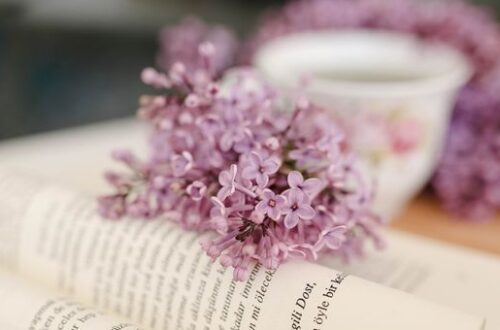 Book Talk: What I Read in November